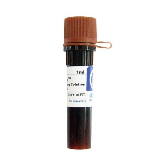MIDORI GREEN NUCLEIC ACID STAINING SOLUTION